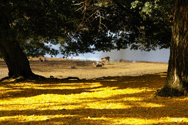 黄色に染まる　大仏池
